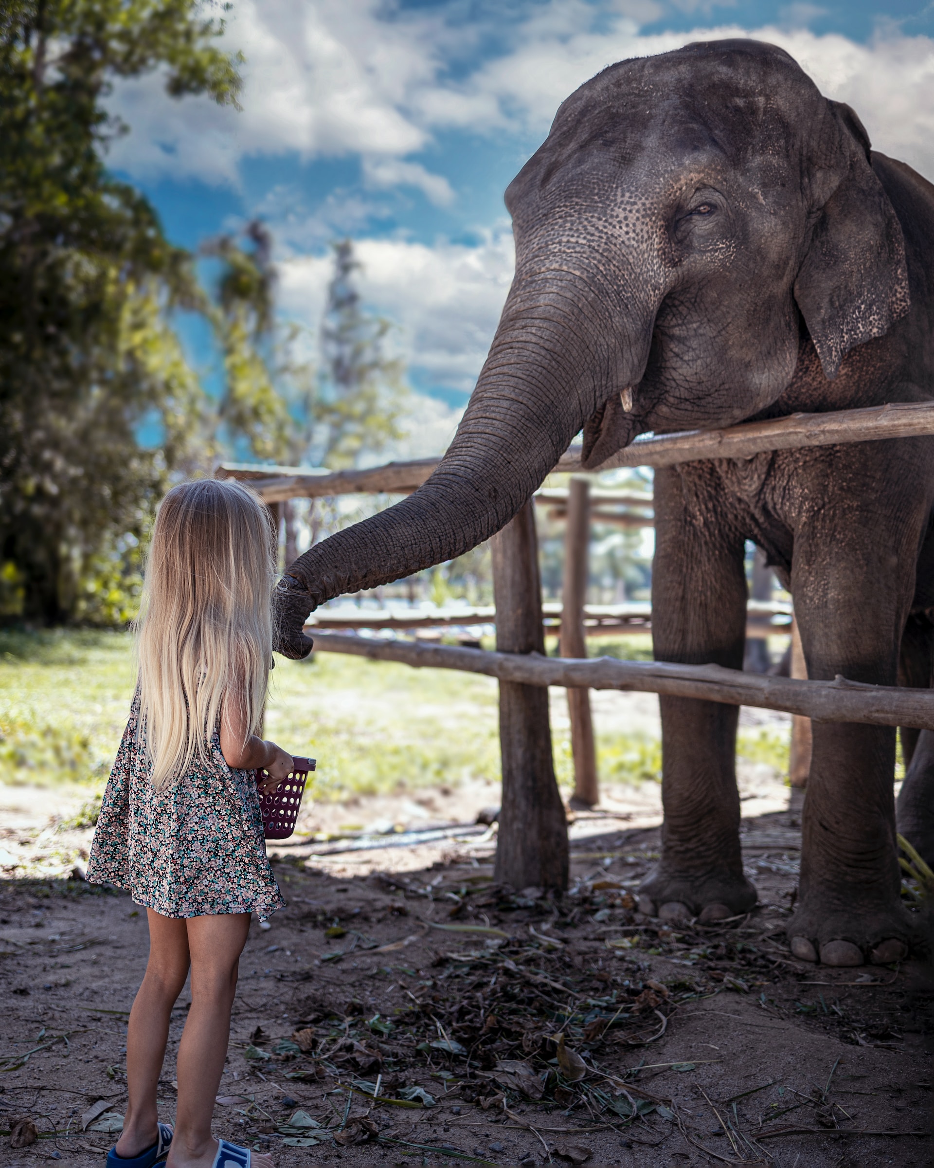 Billeder af pige der fodrer elefant i Phuket
