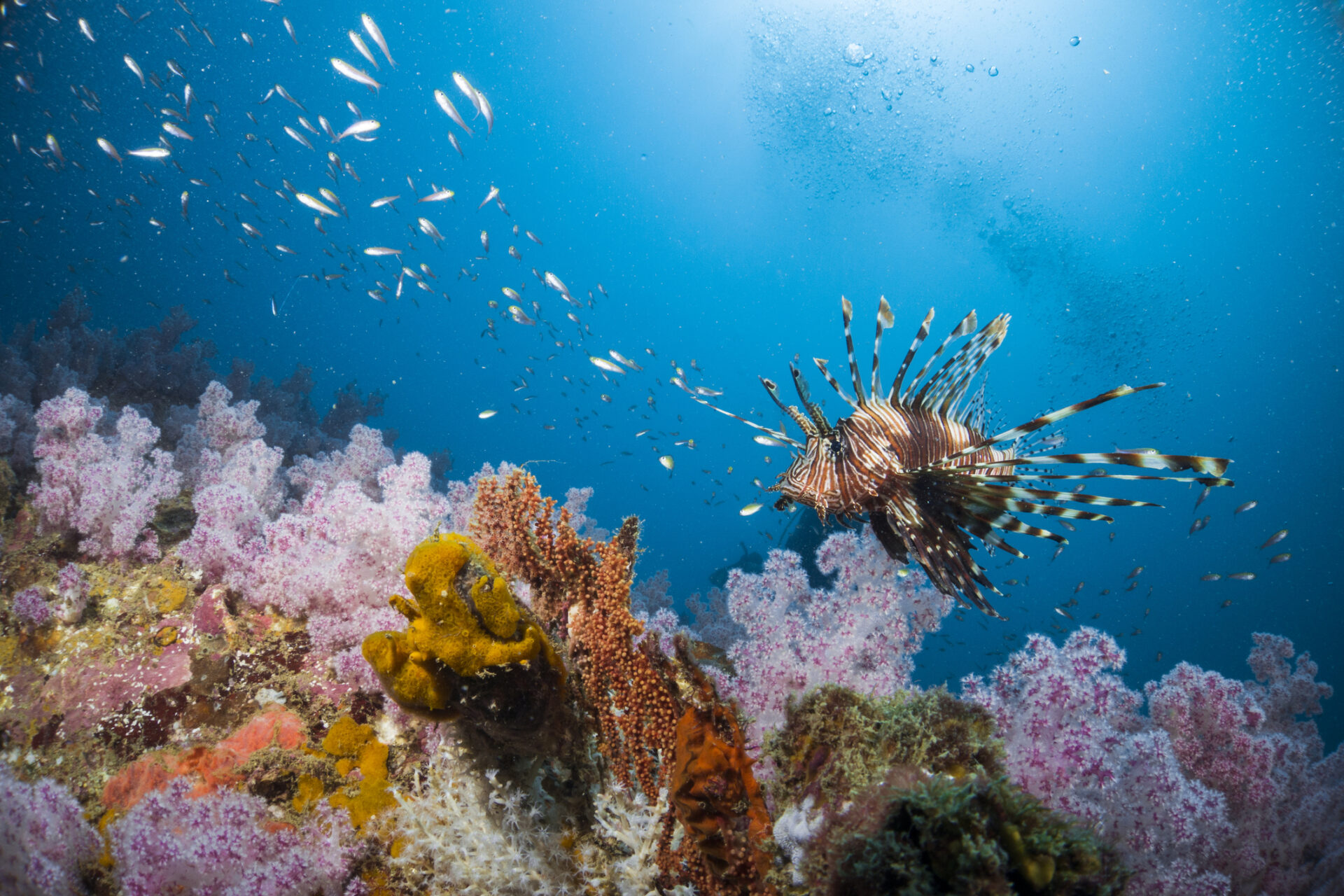 Lionfisk svømmer over farverige koralrev
