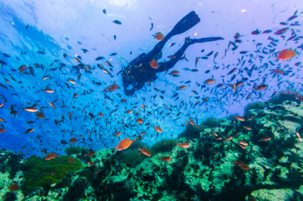 Dykning i koralrev. Undersøg ø-trifli-prikkede koraller på en farverig og livlig dykningseventyr. Forundres over skønheden under havet, find