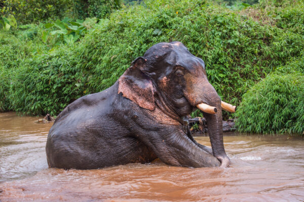 Elefant i vand med halvt nedsænkede stødtænder i flod