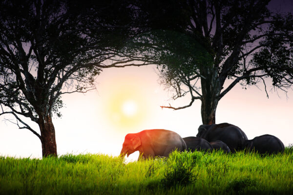 Elefantflok i nationalparken under solnedgang