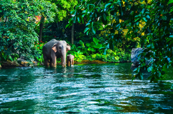 Elefanter svømmer i Chiang Mai Jungle Sanctuary