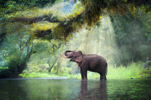 Kuiburi National Park vilde elefanter står i vand