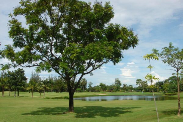 Golfbane med et træ på Green Valley Country Club i Bangkok