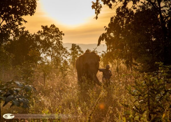 Mand går med elefant i Elephant Hills under solnedgang