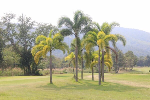 Golf & Country Club med palmetræer og bjerge i baggrunden