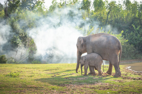 Billeder af elefanter fra ElephantsWorld ved floden Kwai