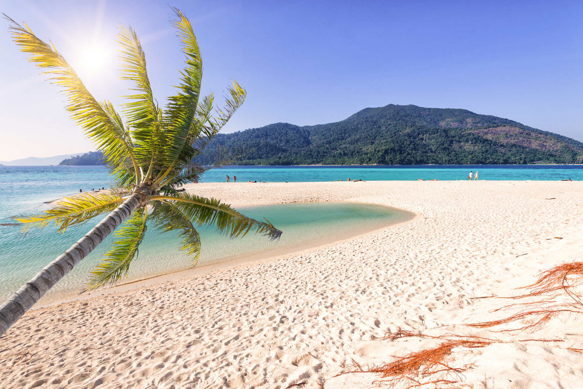 Hvid sandstrand på Koh-øerne med et palmetræ - Perfekt destination for din næste tropiske ferie