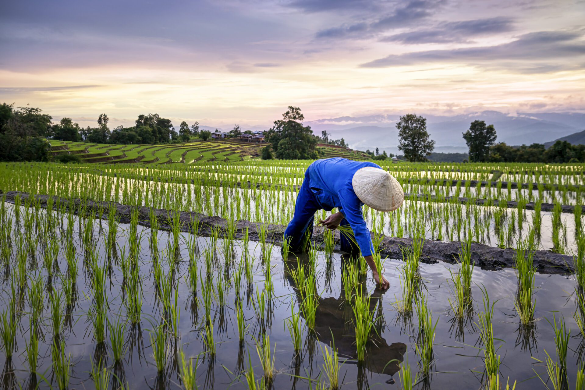 Arbejdende mand i blå skjorte på rismark i Thailand