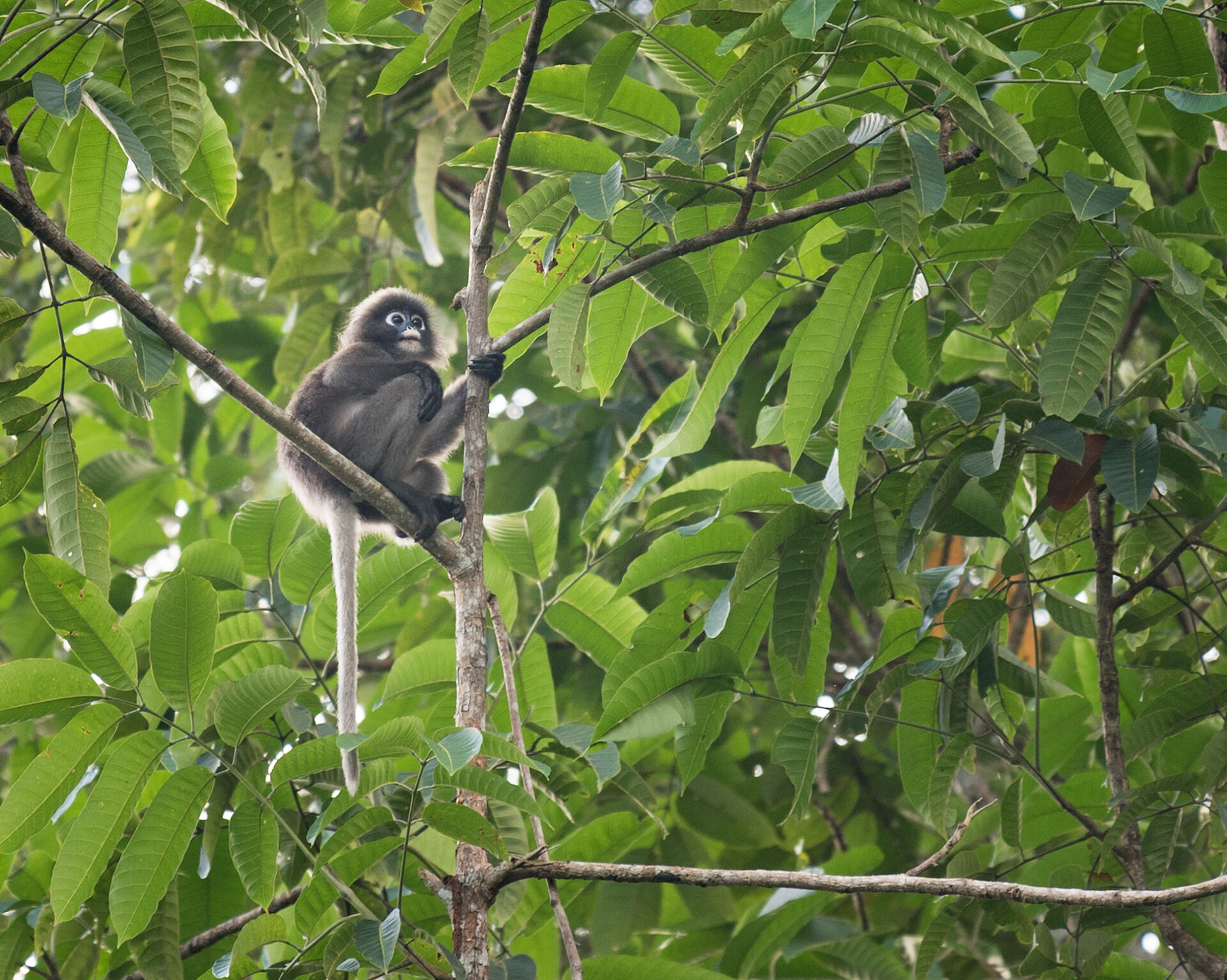 lille abe der sidder på gren i junglen