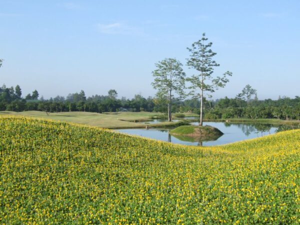 Mae Jo Golf Club Chiang Mai, naturskønne fairways med gule blomster