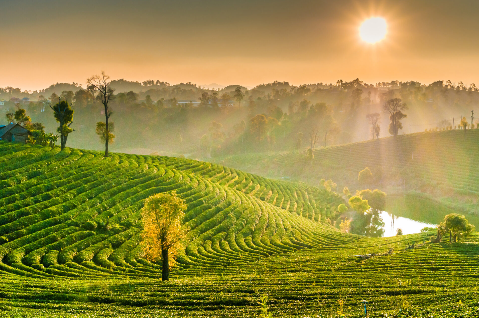 Teplantage i Thailand ved solopgang, omgivet af verdenskendte badebyer og templer.