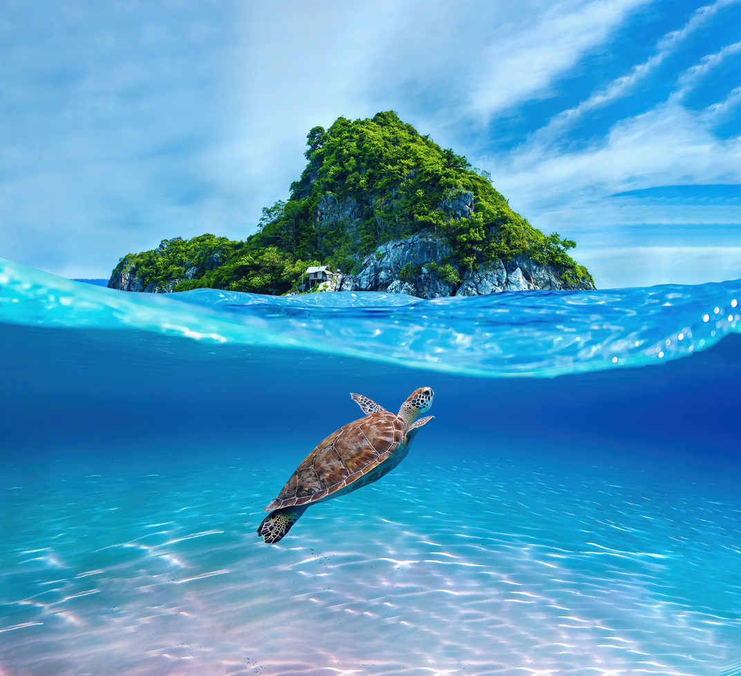 Grøn havskildpadde svømmer i det klare blå vand nær en tropisk ø med palmelignende træer