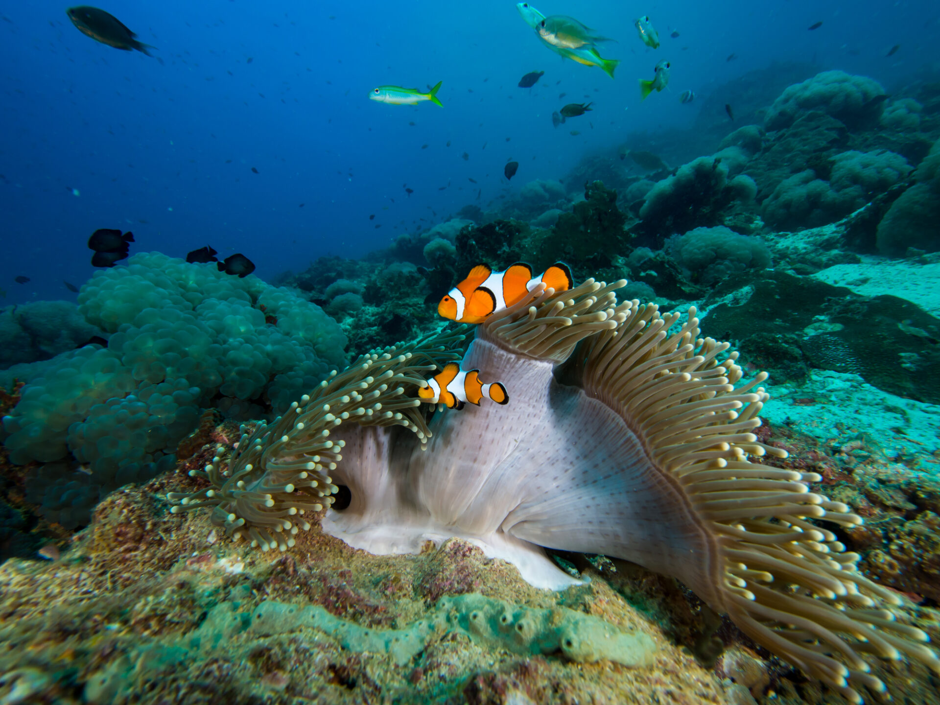 Fotografi af klovnfisk og anemone på et koralrev nær en junglelejr