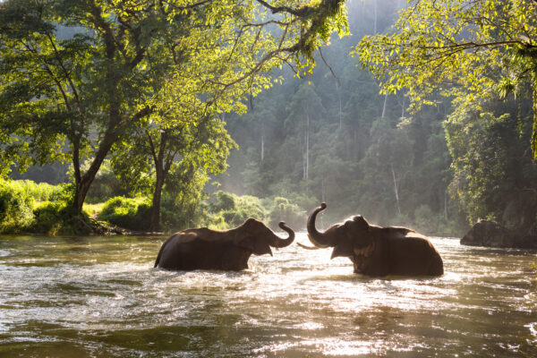 Elefanter i Kuiburi floden