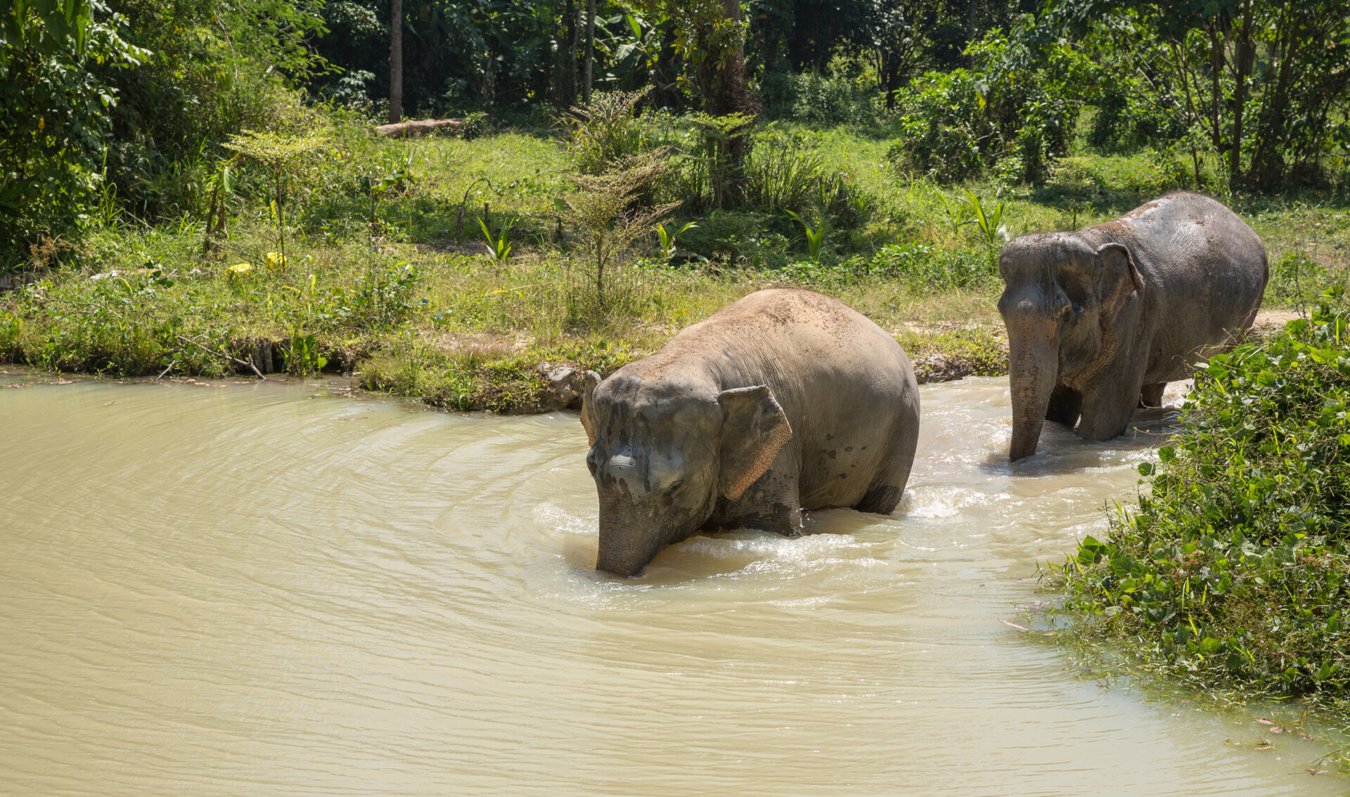 To elefanter ved Phuket Elephant Sanctuary går gennem naturligt habitat