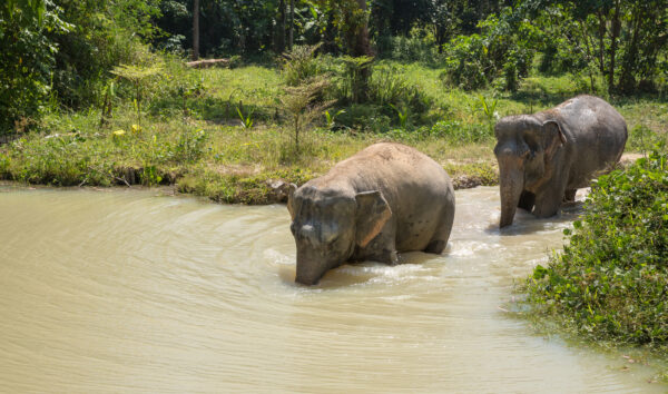 To elefanter ved Phuket Elephant Sanctuary går gennem naturligt habitat