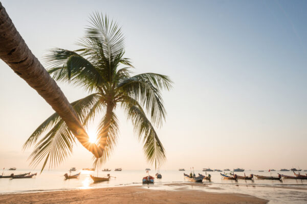 Koh Tao er kendt for sine fortryllende strande - her med en svajende palme