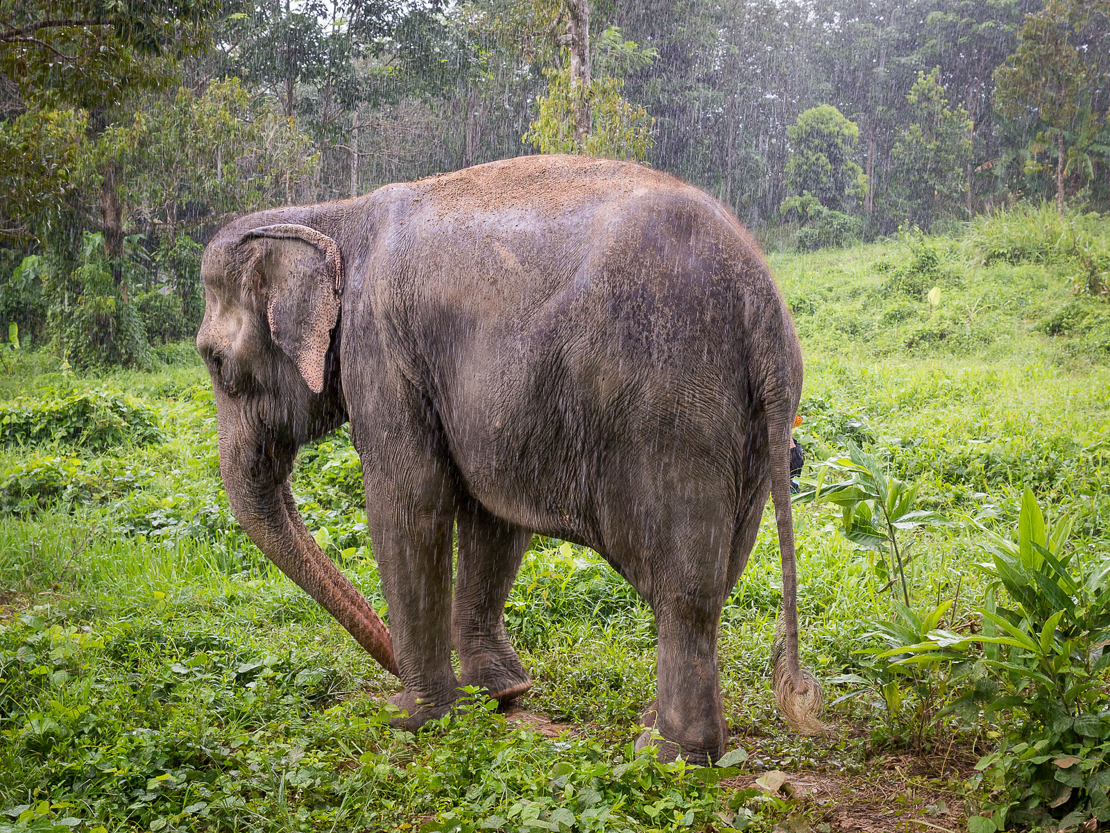 Elefant i regntid, Thailand