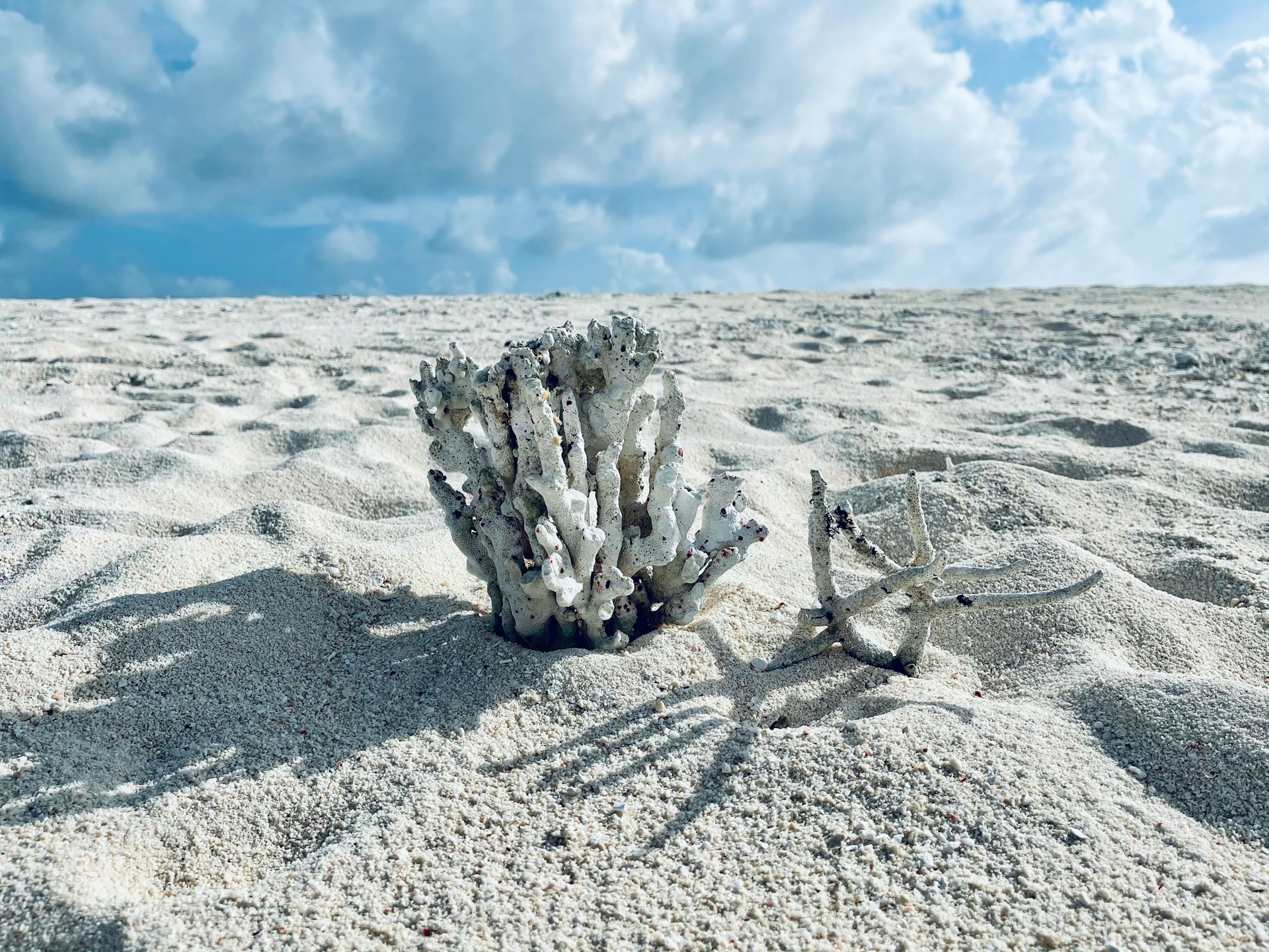 Koral på sandstrand