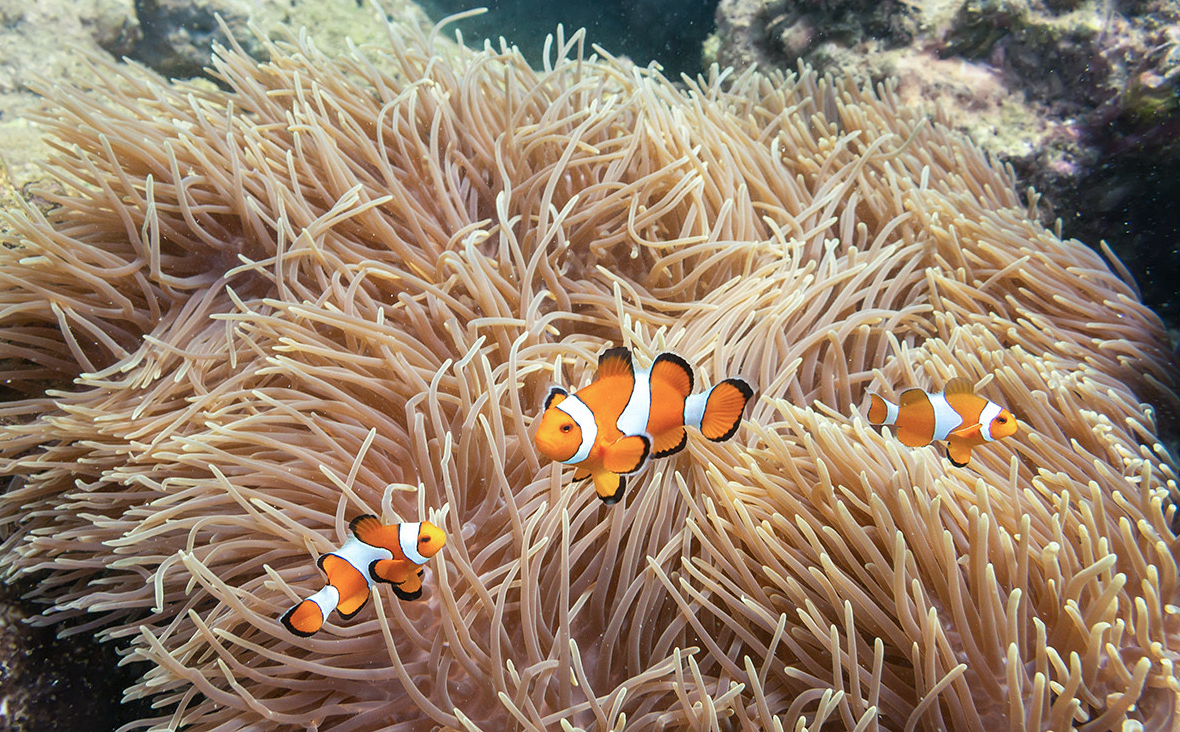 Klovnefisk i Thailand.