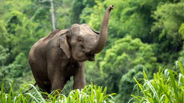 Elefant i naturpark nær Chiang Mai